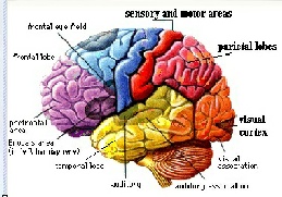 The Science of Life